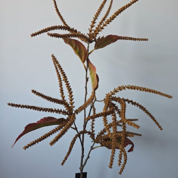 Kunsttak Amaranthus Bruin - Countryfield - 88 cm