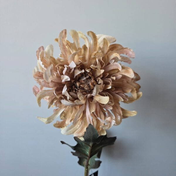 Bol chrysant Crème van Countryfield