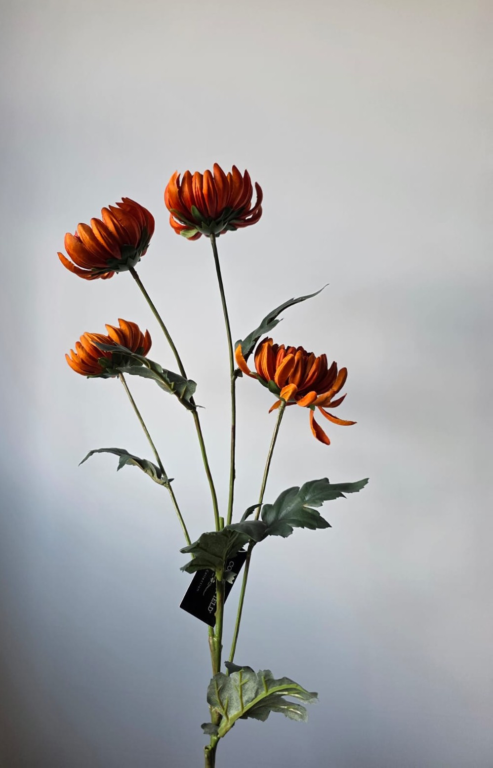 Chrysant bruin 4 kop 85 cm Countryfield 1 - Fleurig en Mooi