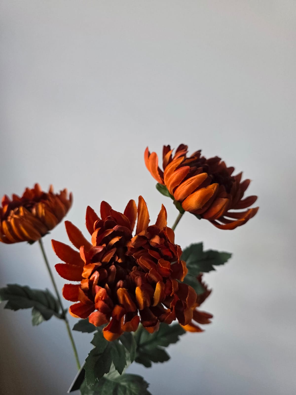 Chrysant bruin 4 kop 85 cm Countryfield - Fleurig en Mooi