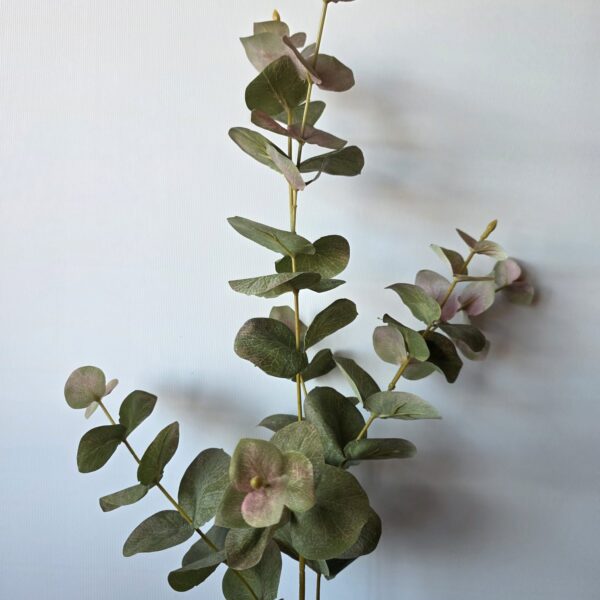 Eucalyptus rood-groen