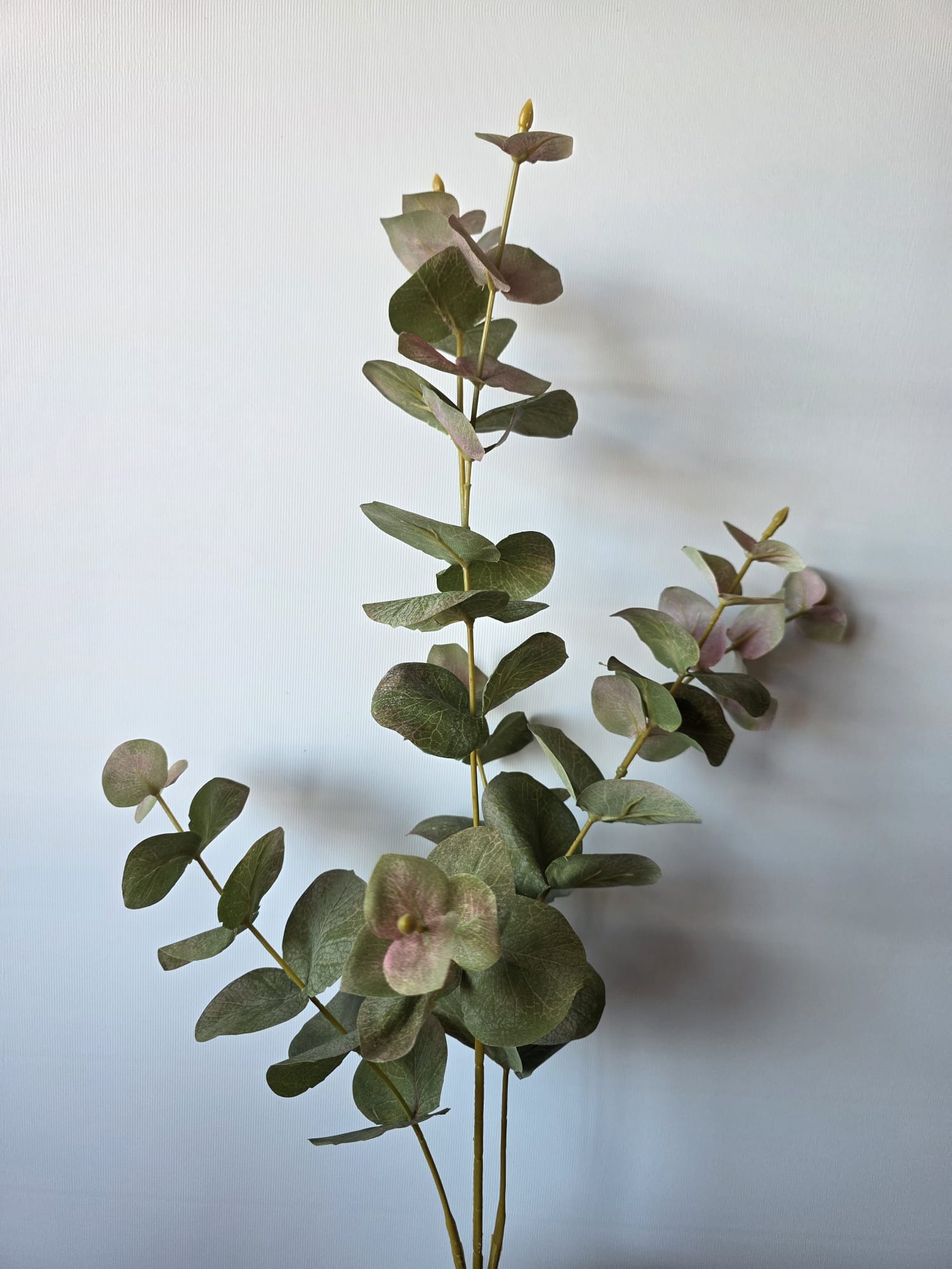 Eucalyptis rood groen wde Jong en zn 90cm - Fleurig en Mooi