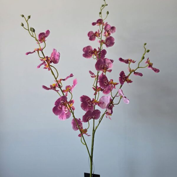 Oncidium Fuchsia - Colmore - 95 cm