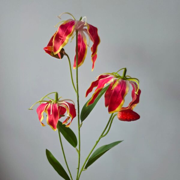 Fuchsia