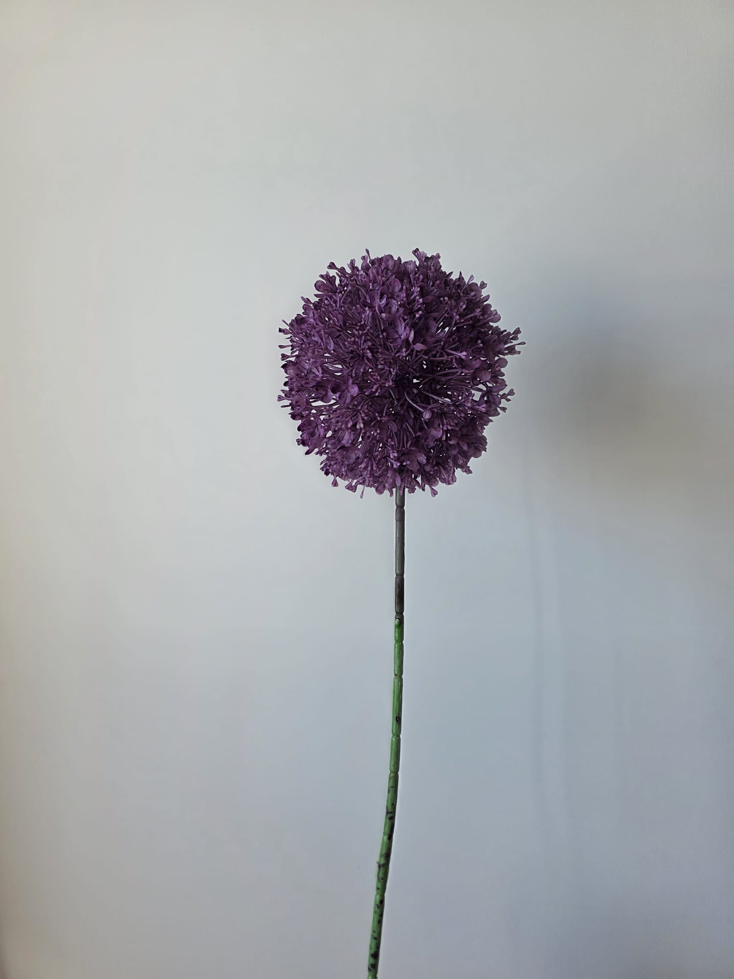 Allium paars groot 72cm 1 - Fleurig en Mooi