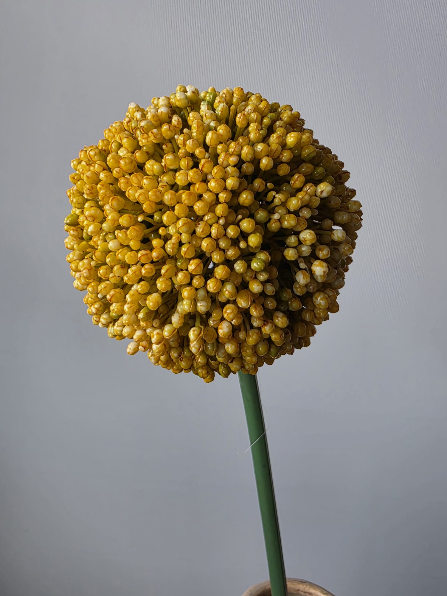 Bloem Allium geel 70cm countryfield 1 - Fleurig en Mooi