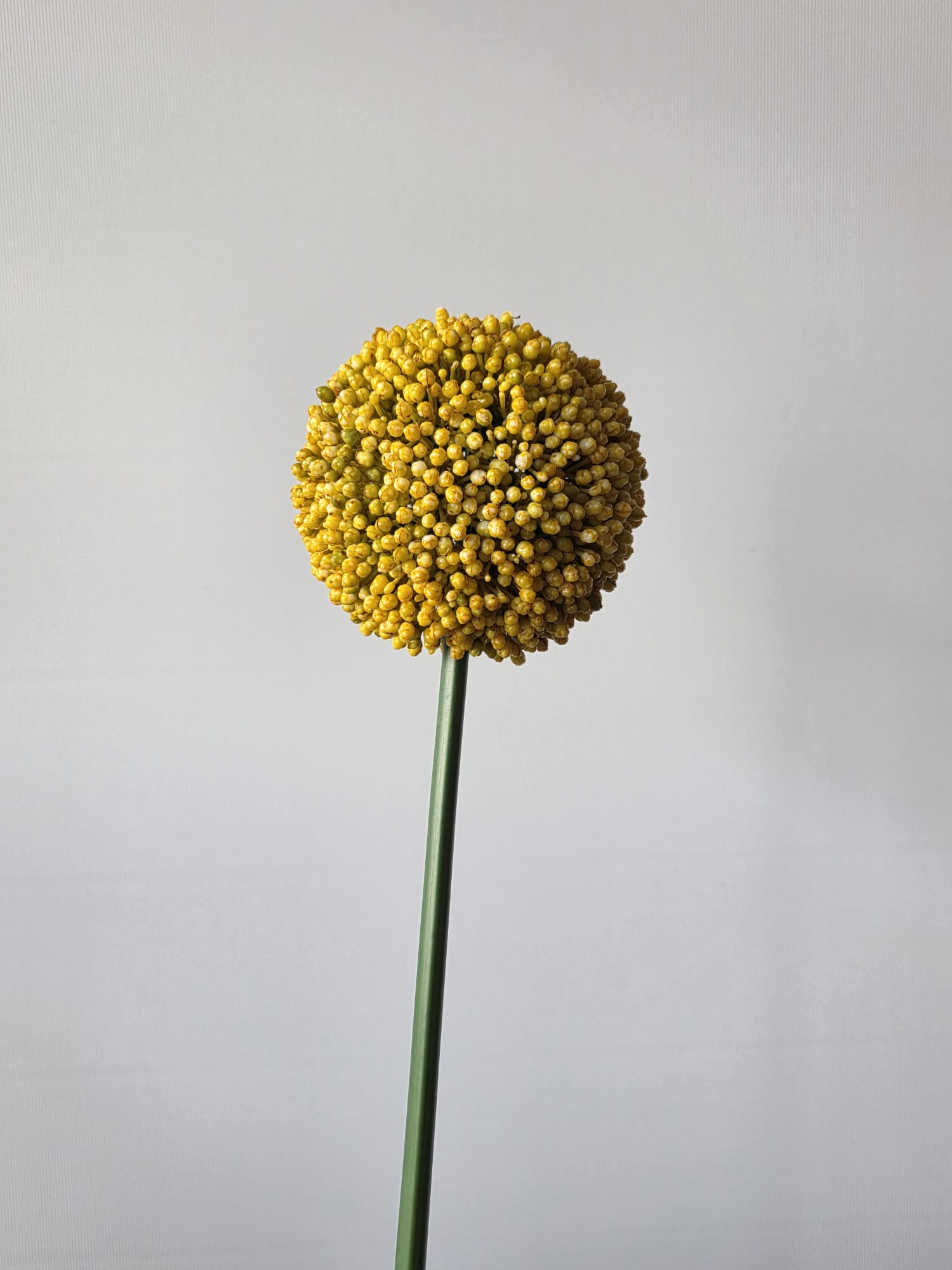 Bloem Allium geel 70cm countryfield - Fleurig en Mooi