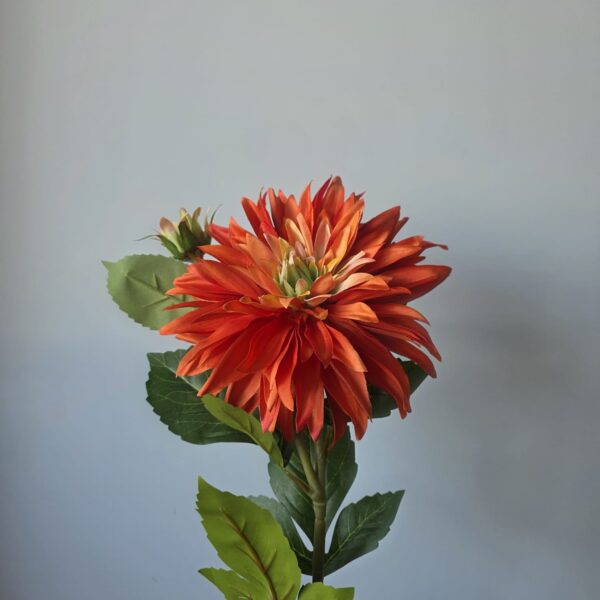 Dahlia oranje grote bloem met knop – 75 cm