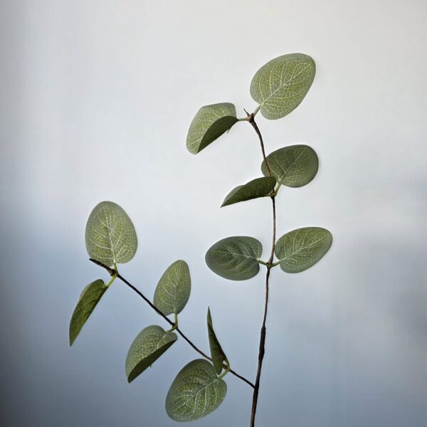 Eucalyptus groen klein- 55 cm