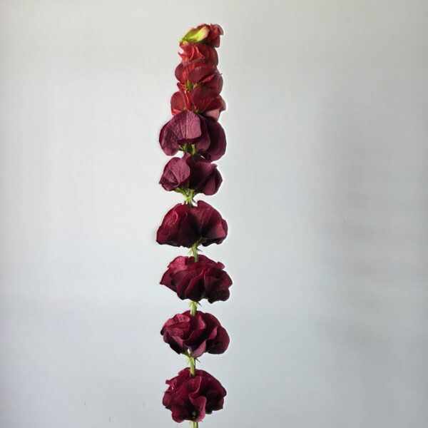 Moluccella bordeaux kunstbloem – 75 cm