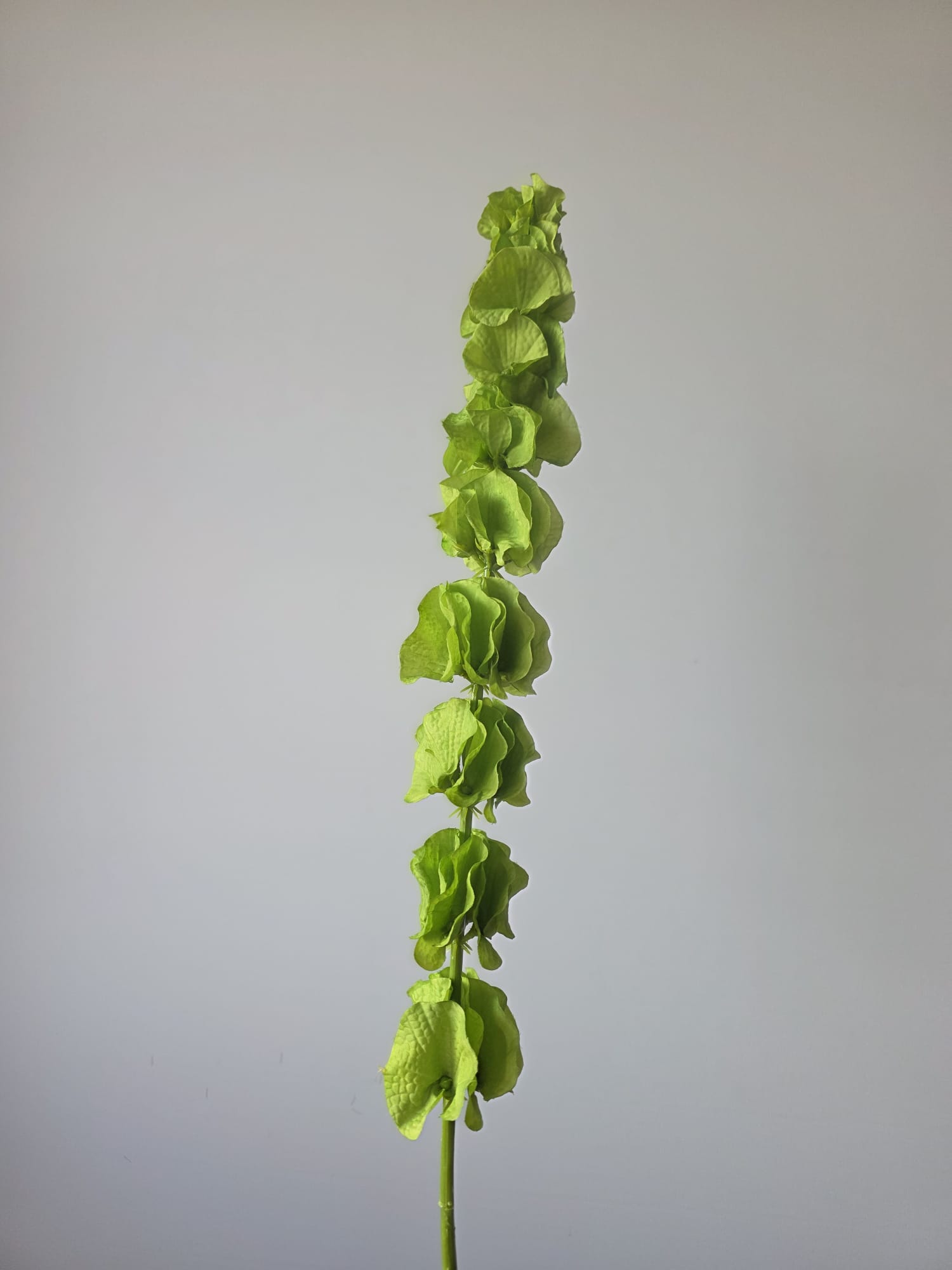 Moluccella groen 75 cm - Fleurig en Mooi