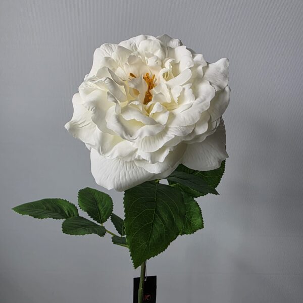 Silk Rose White Single – wit/crème Daan Kromhout