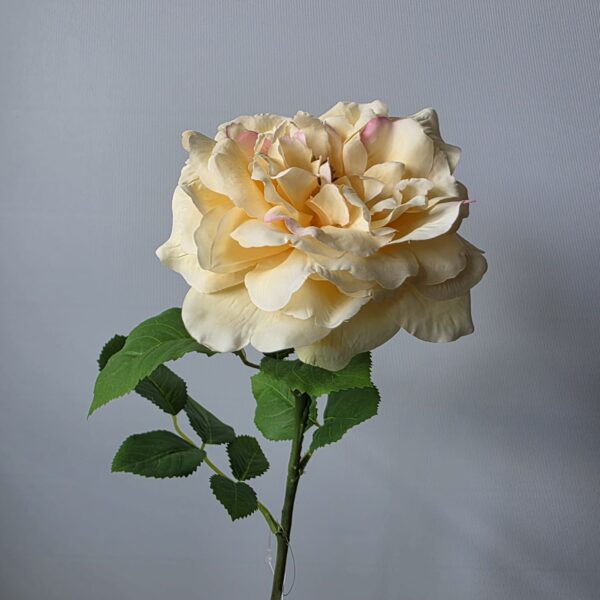 Silk Rose yellow Single – geel/crème Daan Kromhout
