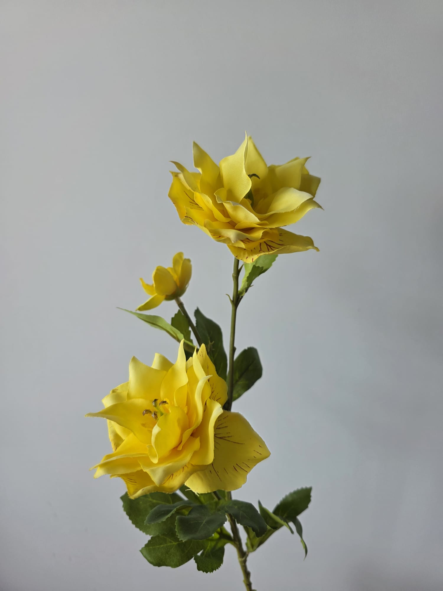 klimroos 3 bloem geel 65cm 2 - Fleurig en Mooi