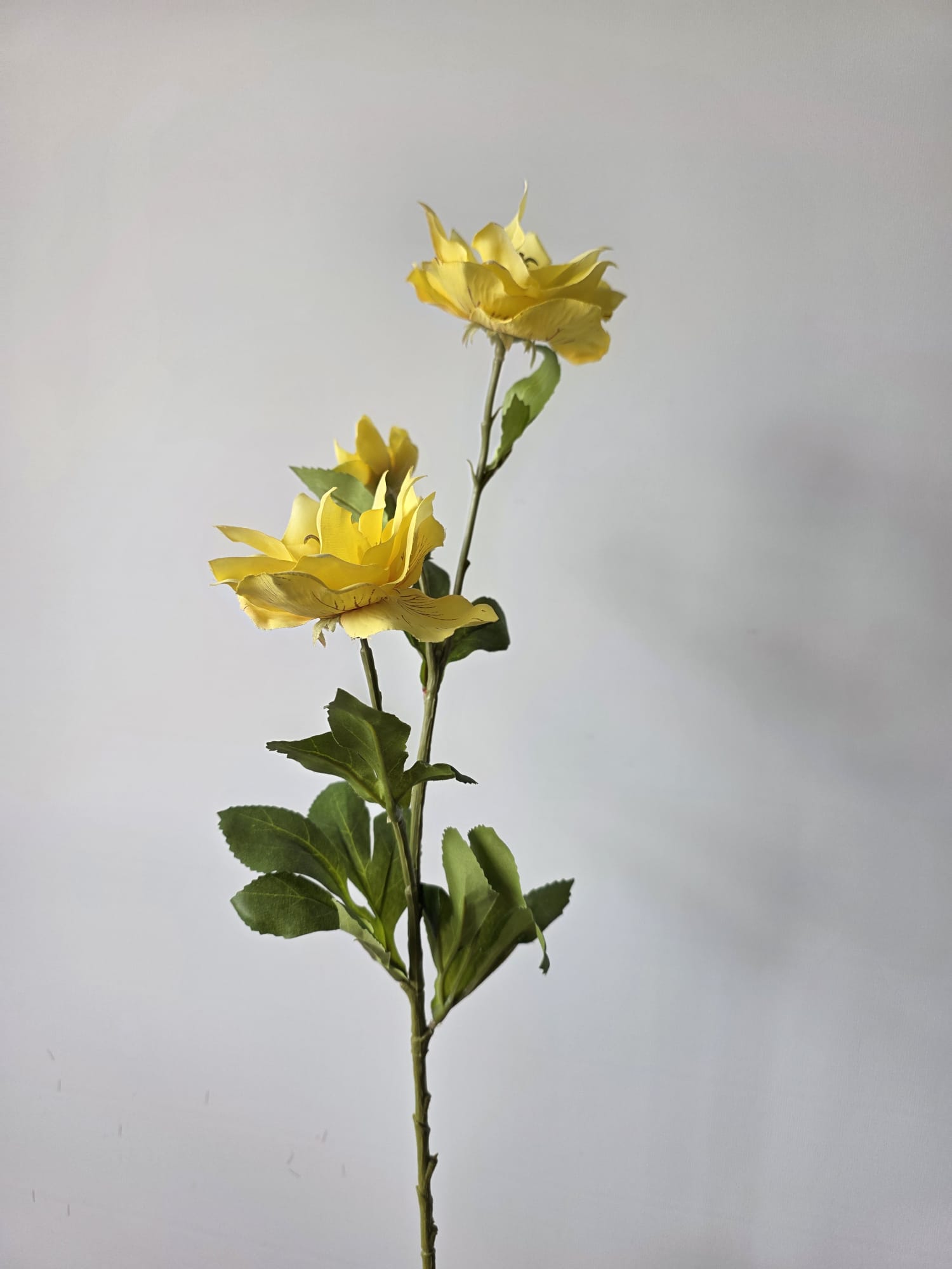 klimroos 3 bloem geel 65cm - Fleurig en Mooi